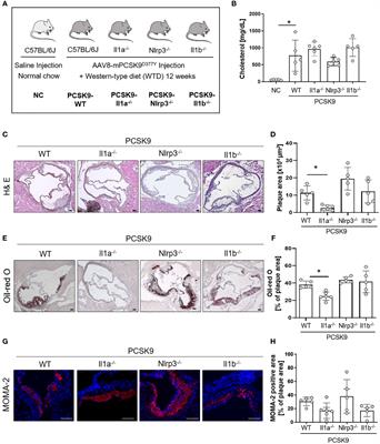 Membrane-bound Interleukin-1α mediates leukocyte adhesion during atherogenesis